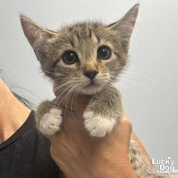 Billy -  Domestic Short Hair and Tabby Cat for Adoption in Washington, District Of Columbia - Billy | PetCurious