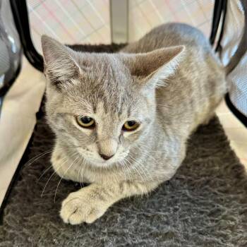 Tiramisu -  Domestic Short Hair Cat for Adoption in Hawthorne, California - Tiramisu | PetCurious