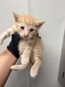 Domestic Short Hair Cats Available for Adoption in Ontario, California - NEPTUNE - NEEDS A FOSTER | PetCurious