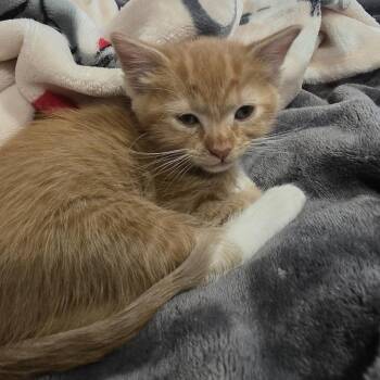 Wanda -  Domestic Short Hair Cat for Adoption in Layton, Utah - Wanda | PetCurious
