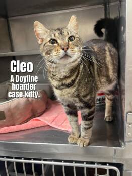 Rescue Domestic Short Hair Cats for Adoption in Bossier City, Louisiana - Cleo | PetCurious