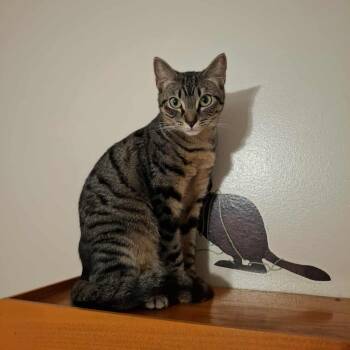 Rescue Domestic Short Hair Cats for Adoption in Vine Grove, Kentucky - Leanna | PetCurious