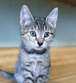 Rescue Domestic Short Hair Cats for Adoption in Clinton, North Carolina - Willow | PetCurious