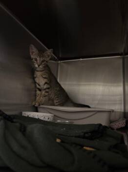 Rogue -  Domestic Short Hair Cat for Adoption in Ocala, Florida - Rogue | PetCurious
