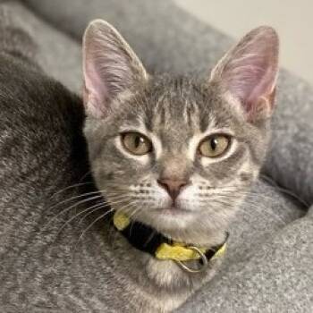 Rescue Domestic Short Hair Cats for Adoption in Greensboro, Georgia - Roo | PetCurious