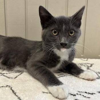 Cheese -  Domestic Short Hair Cat for Adoption in Hawthorne, California - Cheese | PetCurious