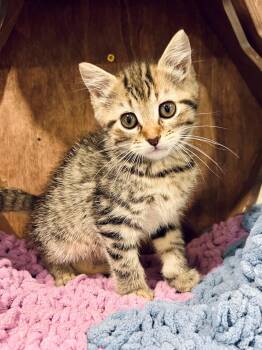 Pecan Pie -  Domestic Short Hair Cat for Adoption in Nashville, Tennessee - Pecan Pie | PetCurious