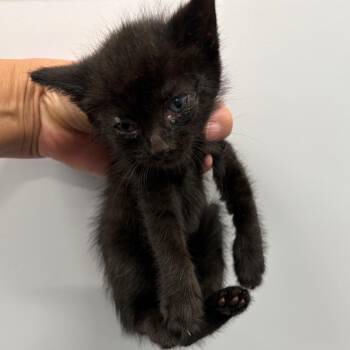 Franny* -  Domestic Short Hair Cat for Adoption in San Gabriel, California - Franny* | PetCurious