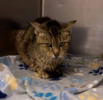 MIST -  Domestic Short Hair Cat for Adoption in San Antonio, Texas - MIST | PetCurious