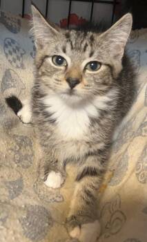 Chanel -  Domestic Short Hair Cat for Adoption in Columbia, South Carolina - Chanel | PetCurious