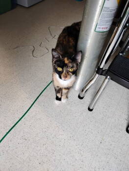 Rescue American Shorthair Cats for Adoption in Clearfield, Kentucky - Biscuits | PetCurious