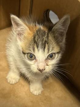 Plum -  Domestic Short Hair Cat for Adoption in Mobile, Alabama - Plum | PetCurious