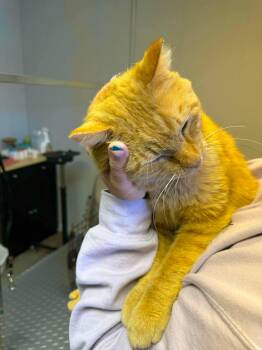 Domestic Short Hair Cats Available for Adoption in Duluth, Minnesota - Orville | PetCurious