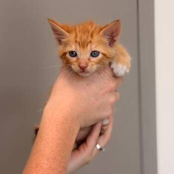 Raelynn Kitten 1 -  Domestic Short Hair Cat for Adoption in Sand Springs, Oklahoma - Raelynn Kitten 1 | PetCurious