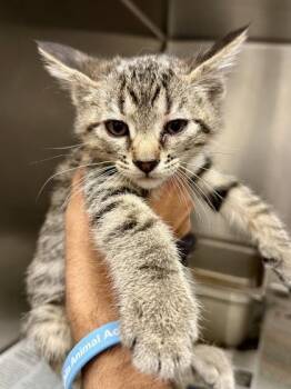 American Dew -  Domestic Short Hair Cat for Adoption in Wichita, Kansas - American Dew | PetCurious