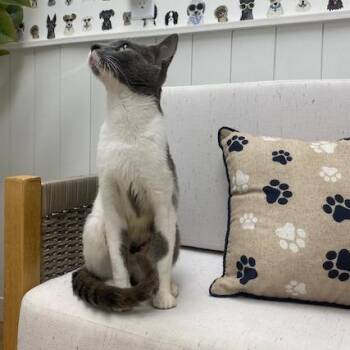 Gisele -  Domestic Short Hair Cat for Adoption in Chesapeake, Virginia - Gisele | PetCurious