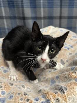 BOBRIAN -  Domestic Short Hair Cat for Adoption in Rosenberg, Texas - BOBRIAN | PetCurious