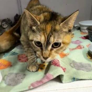 Catherine Fox -  Domestic Short Hair Cat for Adoption in Grinnell, Iowa - Catherine Fox | PetCurious
