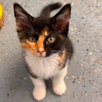 Sea Glass -  Domestic Short Hair Cat for Adoption in Pontiac, Illinois - Sea Glass | PetCurious