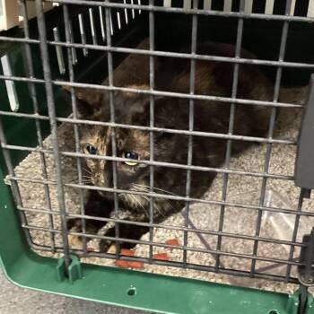 Domestic Short Hair Cats Available for Adoption in Montgomery, Alabama - Boo Kitty | PetCurious