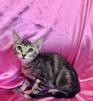 JENNY -  Domestic Short Hair Cat for Adoption in Rowland Heights, California - JENNY | PetCurious