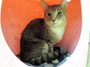Domestic Short Hair Cats Available for Adoption - BUBBA | PetCurious