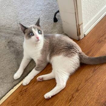Domestic Short Hair Cats Available for Adoption in Hemet, California - Coco | PetCurious