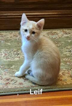 Leif -  Domestic Short Hair Cat Available for Adoption in Plattsburgh, New York - Leif | PetCurious