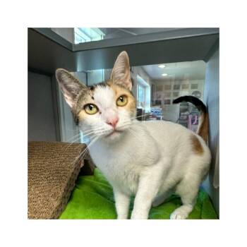 Rescue Domestic Short Hair Cats for Adoption in Quakertown, Pennsylvania - Lizzy | PetCurious