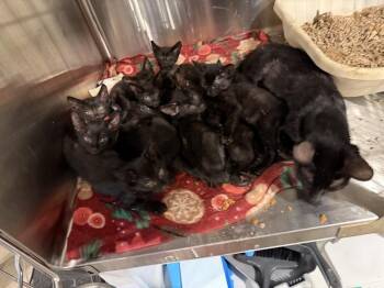 Buckeye (BONDED PAIR) -  Domestic Short Hair Cat for Adoption in Bolton, Connecticut - Buckeye (BONDED PAIR) | PetCurious