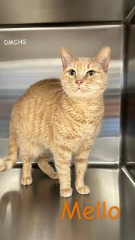 Mello "Malby" -  Domestic Short Hair Cat for Adoption in Burlington, Iowa - Mello "Malby" | PetCurious
