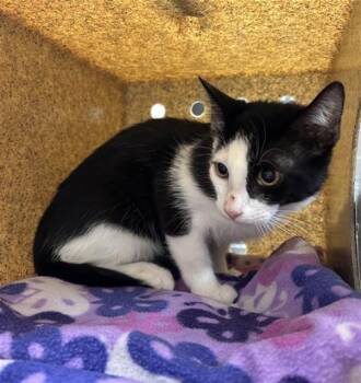 9TH 3 -  Domestic Short Hair Cat for Adoption in Rancho Cucamonga, California - 9TH 3 | PetCurious