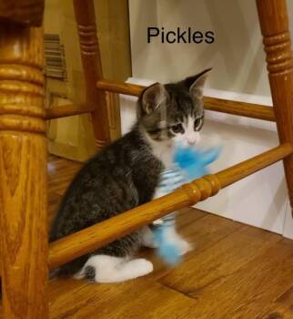 Pickles -  Tabby Cat for Adoption in Wyandotte, Michigan - Pickles | PetCurious
