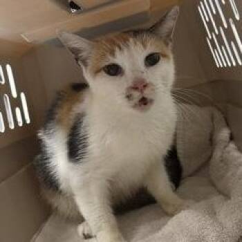 Poppet -  Domestic Short Hair Cat for Adoption in Charleston, South Carolina - Poppet | PetCurious