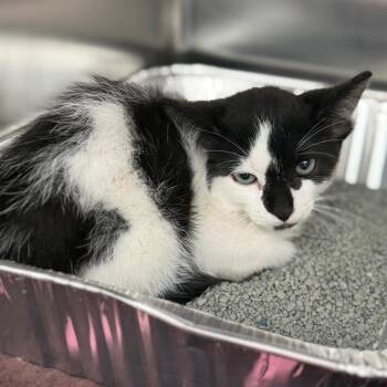 Domestic Short Hair Cats Available for Adoption in Sarasota, Florida - Cow Jr. | PetCurious