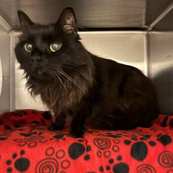 Miss Spink -  Domestic Long Hair Cat for Adoption in Council Bluffs, Iowa - Miss Spink | PetCurious