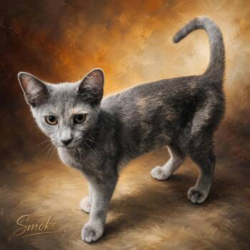 Smoke -  Domestic Medium Hair Cat for Adoption in Denison, Texas - Smoke | PetCurious