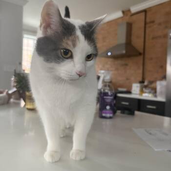 Domestic Short Hair Cats Available for Adoption - Ivy | PetCurious