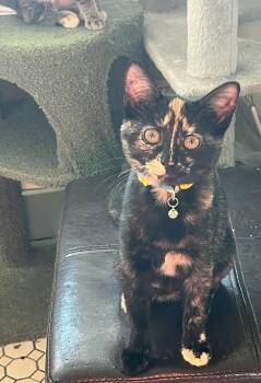 Daphne -  Tortoiseshell Cat for Adoption in Muncie, Indiana - Daphne | PetCurious