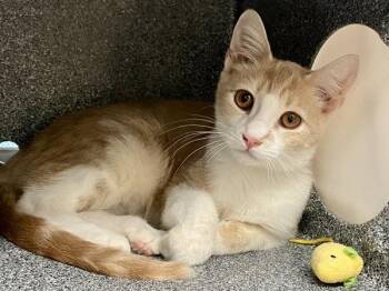 Zeb -  Domestic Short Hair Cat for Adoption in Austin, Texas - Zeb | PetCurious