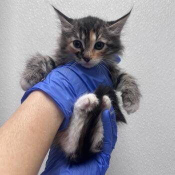 Domestic Medium Hair Cats Available for Adoption in Sunnyvale, California - Reid | PetCurious