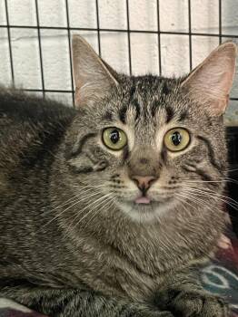 Anrai -  Domestic Short Hair Cat for Adoption in Ferndale, Michigan - Anrai | PetCurious
