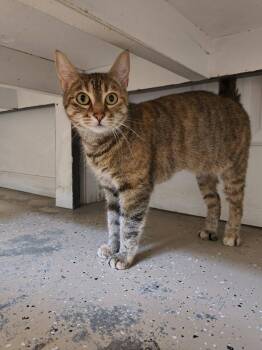 Mocha -  Domestic Short Hair Cat for Adoption in Saint Marys, Pennsylvania - Mocha | PetCurious