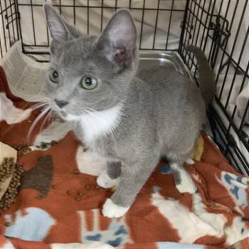 Francais -  Domestic Short Hair Cat for Adoption in Memphis, Tennessee - Francais | PetCurious