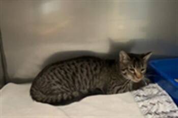 TWIX -  Domestic Short Hair Cat for Adoption in Killeen, Texas - TWIX | PetCurious