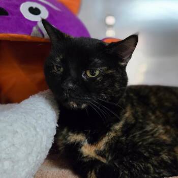 Meme -  Domestic Short Hair Cat for Adoption in San Jacinto, California - Meme | PetCurious