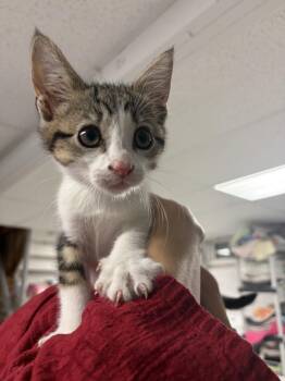 Damir -  Tabby and Domestic Short Hair Cat for Adoption in Ringwood, New Jersey - Damir | PetCurious
