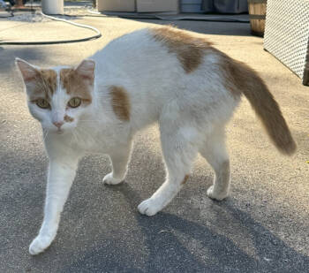 Rescue Domestic Short Hair Cats for Adoption in St. Cloud, Minnesota - Muffin Man | PetCurious