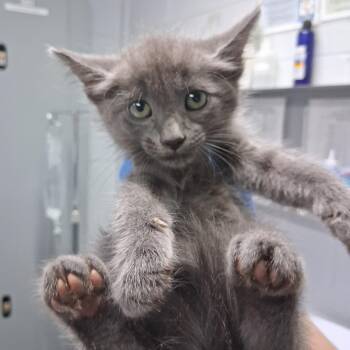 Julius -  Domestic Short Hair Cat for Adoption in Summerville, South Carolina - Julius | PetCurious