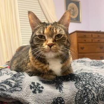 Millie -  Domestic Short Hair Cat for Adoption in Murray, Utah - Millie | PetCurious